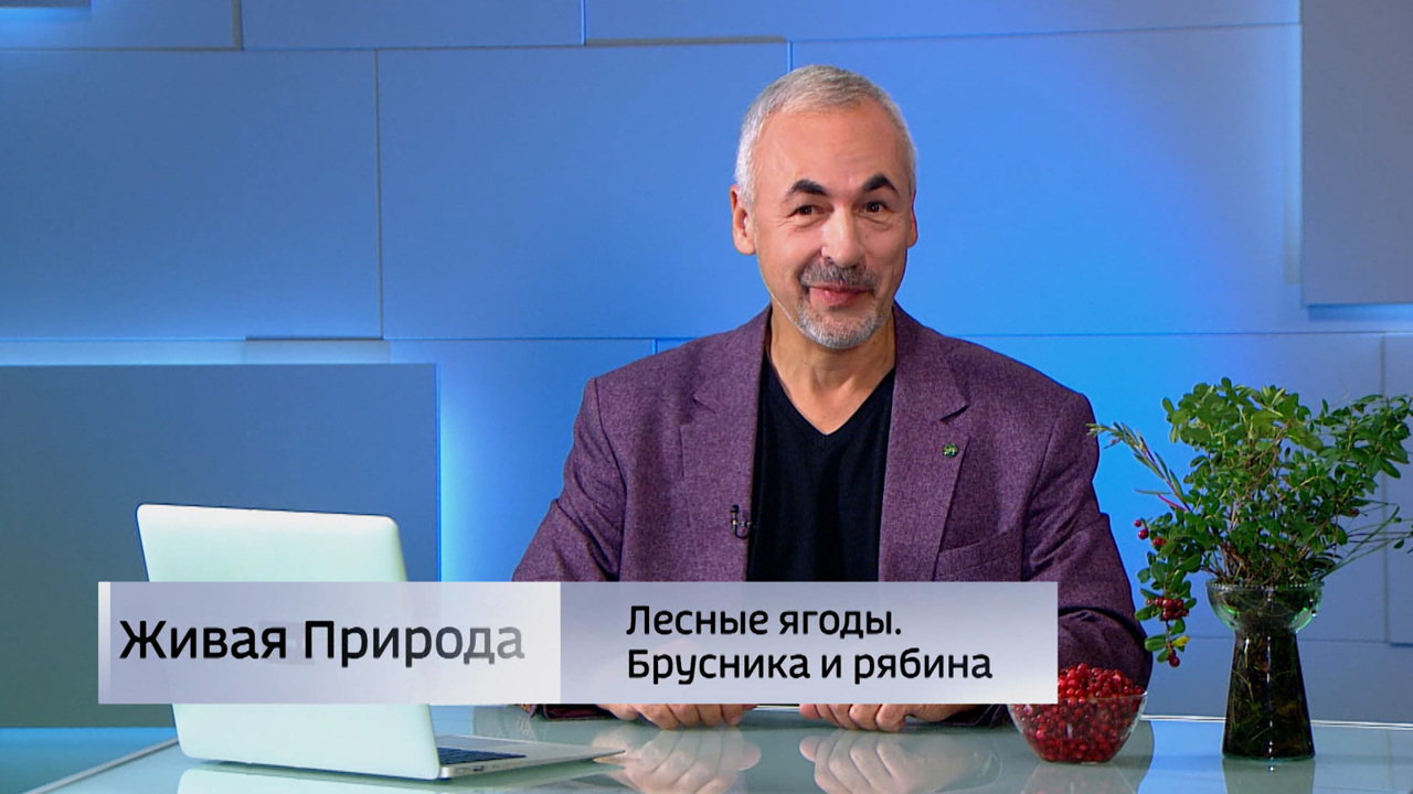 Живая природа. "Лесные ягоды – брусника и рябина". Эфир от 22.11.2025