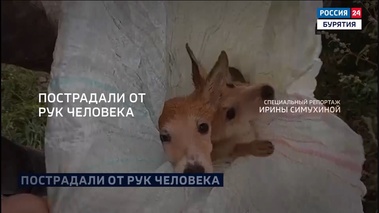 Пострадали от рук человека