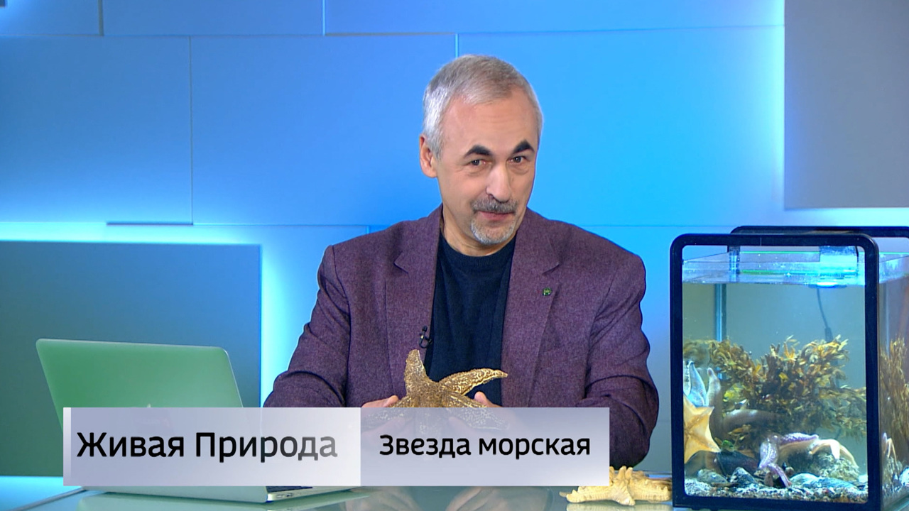 Живая природа. "Звезда морская". Эфир от 13.12.2025