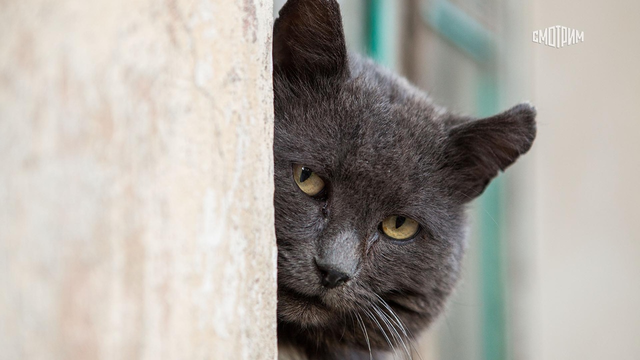 Черная кошка