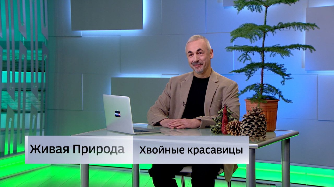 Живая природа. "Хвойные красавицы". Эфир от 20.12.2025