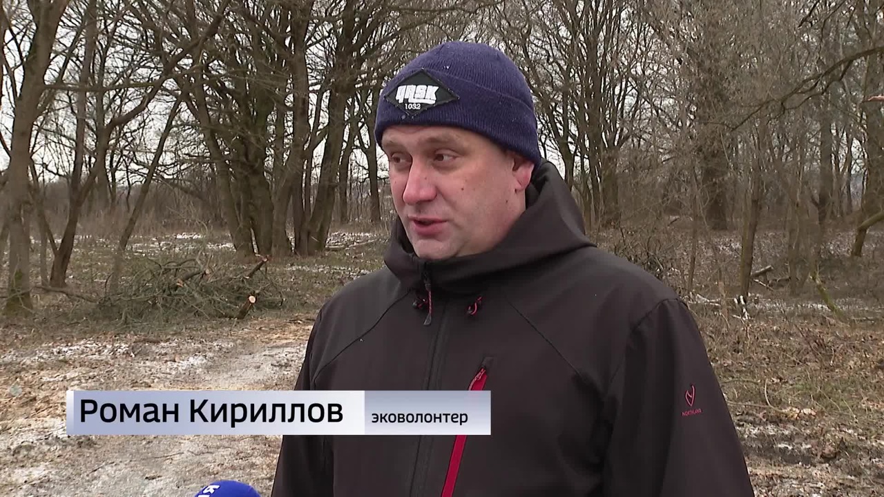 В Курске рубят Цветов лес