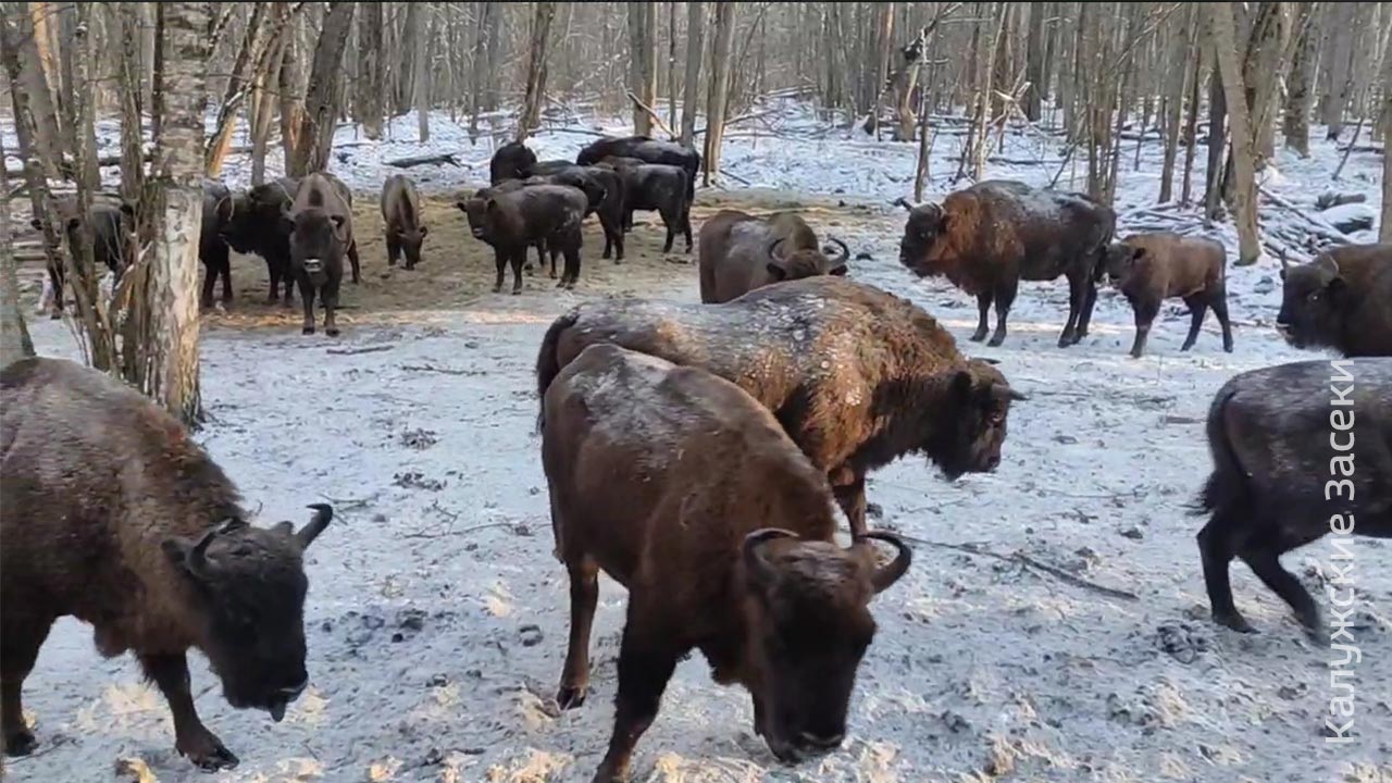 Лесные исполины из "Калужских засек" вышли к людям