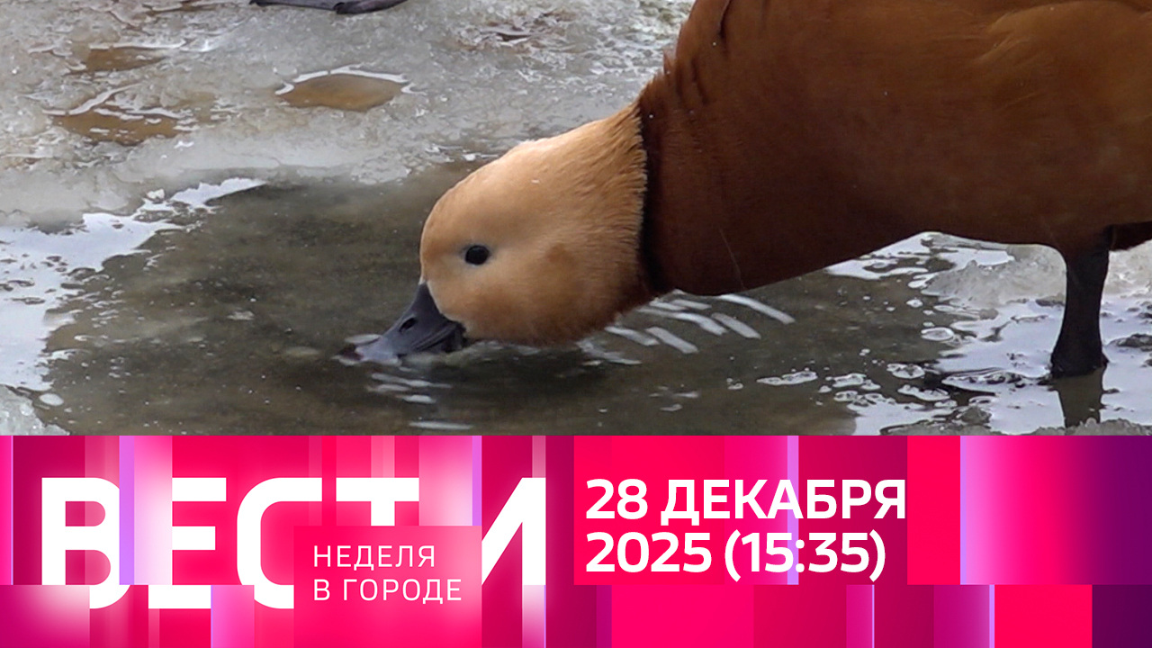 Эфир от 28.12.2025