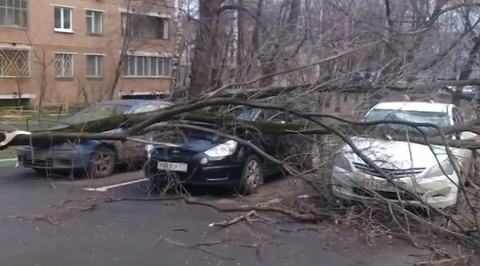 Ветер, дождь и наводнение: на Северо-Западе и в Центре России наступило зимнее лето