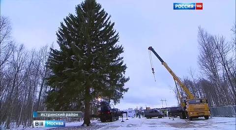 Главная новогодняя елка страны готовится к путешествию в Кремль