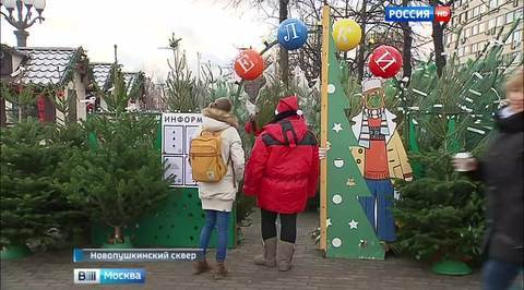 В Новопушкинском сквере открылся елочный базар