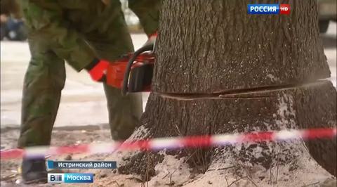 Первую красавицу истринского леса ждет путешествие в Москву