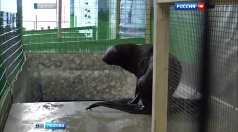 Морской котик Эйя исчезла из домодедовского контактного зоопарка