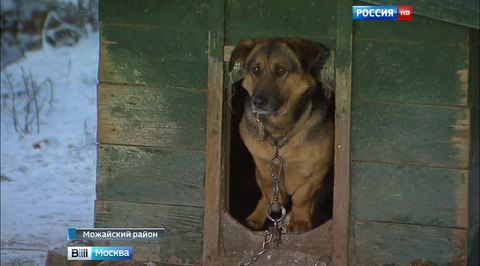 Собаки приюта под Можайском ждут помощи и хозяев