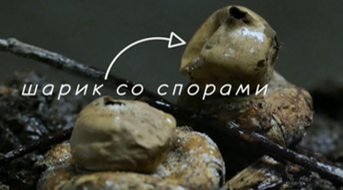 Необычные грибы