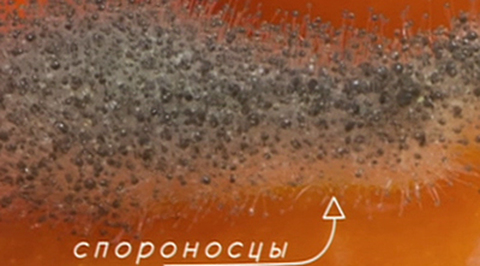Плесень