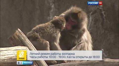 Московский зоопарк перешел на летний режим