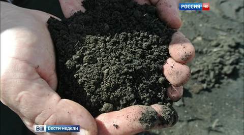 Воронежская область: секрет черного бриллианта и ягодное импортозамещение