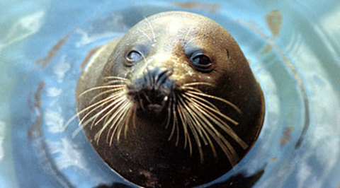 В Приморье 12 морских котиков погибли при перевозке на самолете