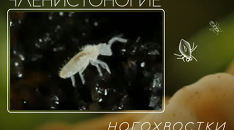 Темное царство