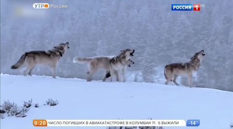 Эфир от 30.11.2016
