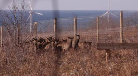На Сахалин приехали алтайские маралы