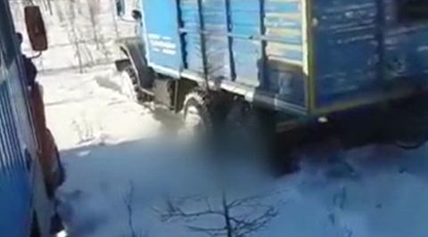 Живодеры, убившие в Якутске медведя, назвали это самообороной