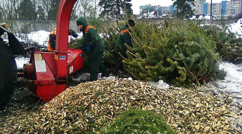 В Москве сдали на переработку более 44 тысяч новогодних ёлок