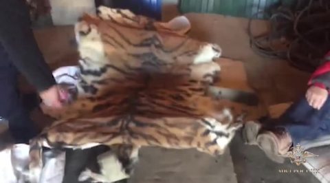 В Приморье задержали двух браконьеров, убивших тигра