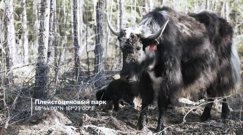 Ледниковый период. Назад в будущее