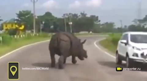 В Сети бурно обсуждают видео с носорогом, атакующим машины