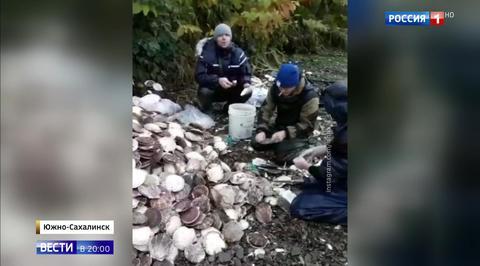 On the Bright Side of the Typhoon: Tons of Scallops Washed Up on Sakhalin Shores