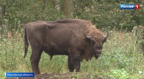 Watch: Massive Wild Bison Round-up in Moscow