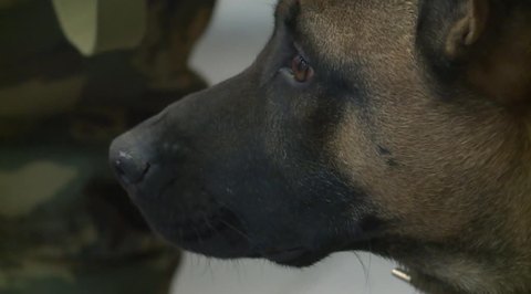 Cloned Mutant Dogs Guard Prisoners in Frozen Wastes of Yakutia
