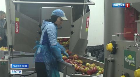 Russian Farmers Are on the Way to Taking Over the EU’s Apple Juice Markets
