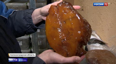 Kaliningrad’s Amber Mines Are Producing Record-Breaking Exquisite and Expensive “Sunny Stones∎