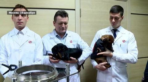 Не та реакция: изобретателей технологии жидкостного дыхания обвинили в живодерстве
