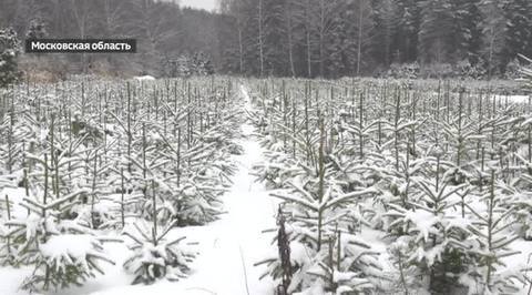 В России официально начали продавать новогодние ели