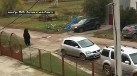 Дело о сбежавшем медведе: владельцу зоопарка в Воронежской области грозят 6 лет лишения свободы
