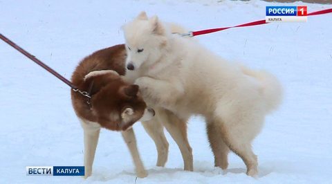 Благотворительная фотосессия с собаками хаски прошла в центральном парке Калуги