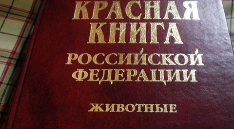 В России готовится новый вариант Красной книги