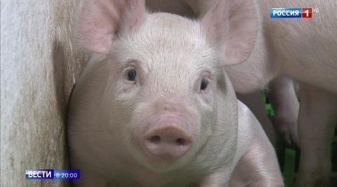 EU Upset That No One Wants Their Diseased Meat - Tries Suing Russia Because Why Not?