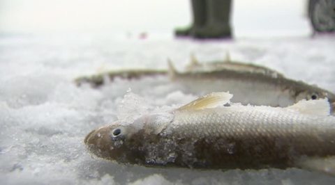 Ice Sheets Refuse to Hold; Dangerous Winter Fishing in Primorye Due to Warmer Temperatures