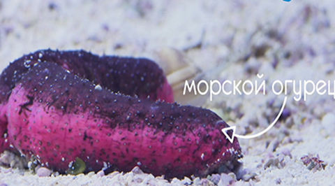Эфир от 10.01.2018 2