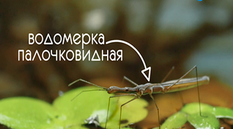 Эфир от 16.01.2018