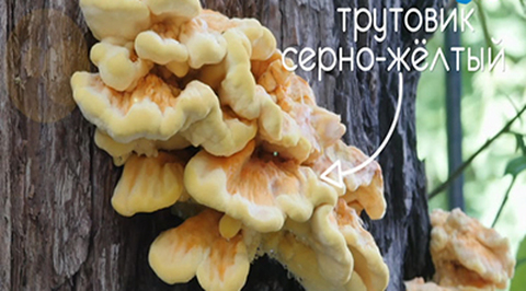 Эфир от 01.02.2018