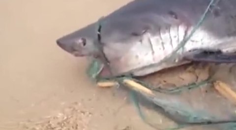 New Discovery Off Sakhalin: Great Whites Have Made Themselves at Home On Russia’s Eastern Coast