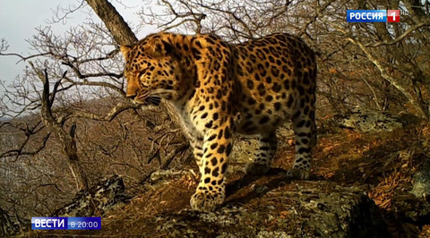 Spotted Leopard Makes Unexpected Comeback - Big Cat Population Takes Off in Russian Region