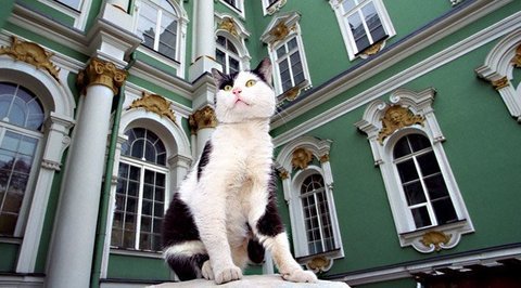 Почти в 20 культурных учреждениях Петербурга живут и "работают" кошки