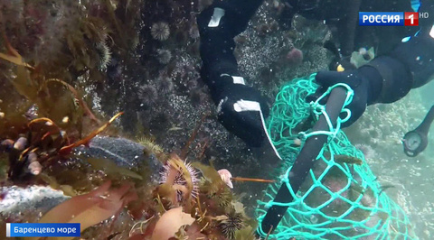 На Дальнем Востоке хотят ограничить добычу морских ежей