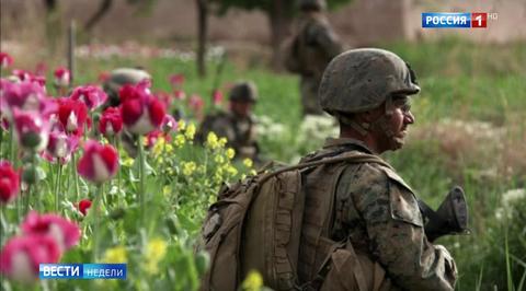 Многомиллиардные прибыли: США устраивает рост производства опиатов в Афганистане