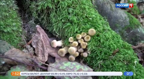 Эфир от 07.11.2018