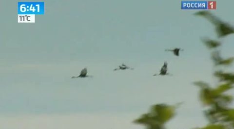 В Москву вернулись журавли