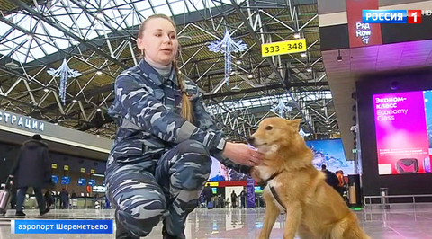 Собаки с уникальным чутьем: шалайку представили как новую породу
